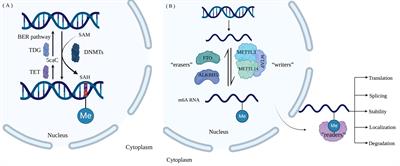Insights into the role of nucleotide methylation in metabolic-associated fatty liver disease
